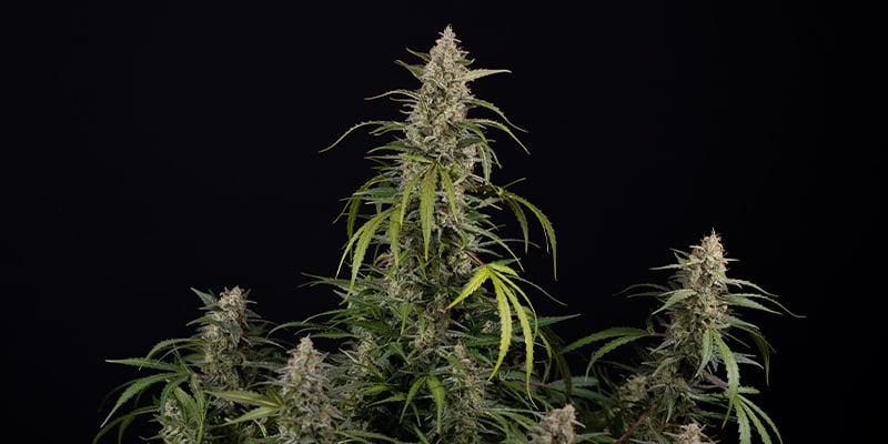Purple Haze Automatic | Zamnesia Seeds - Zamnesia